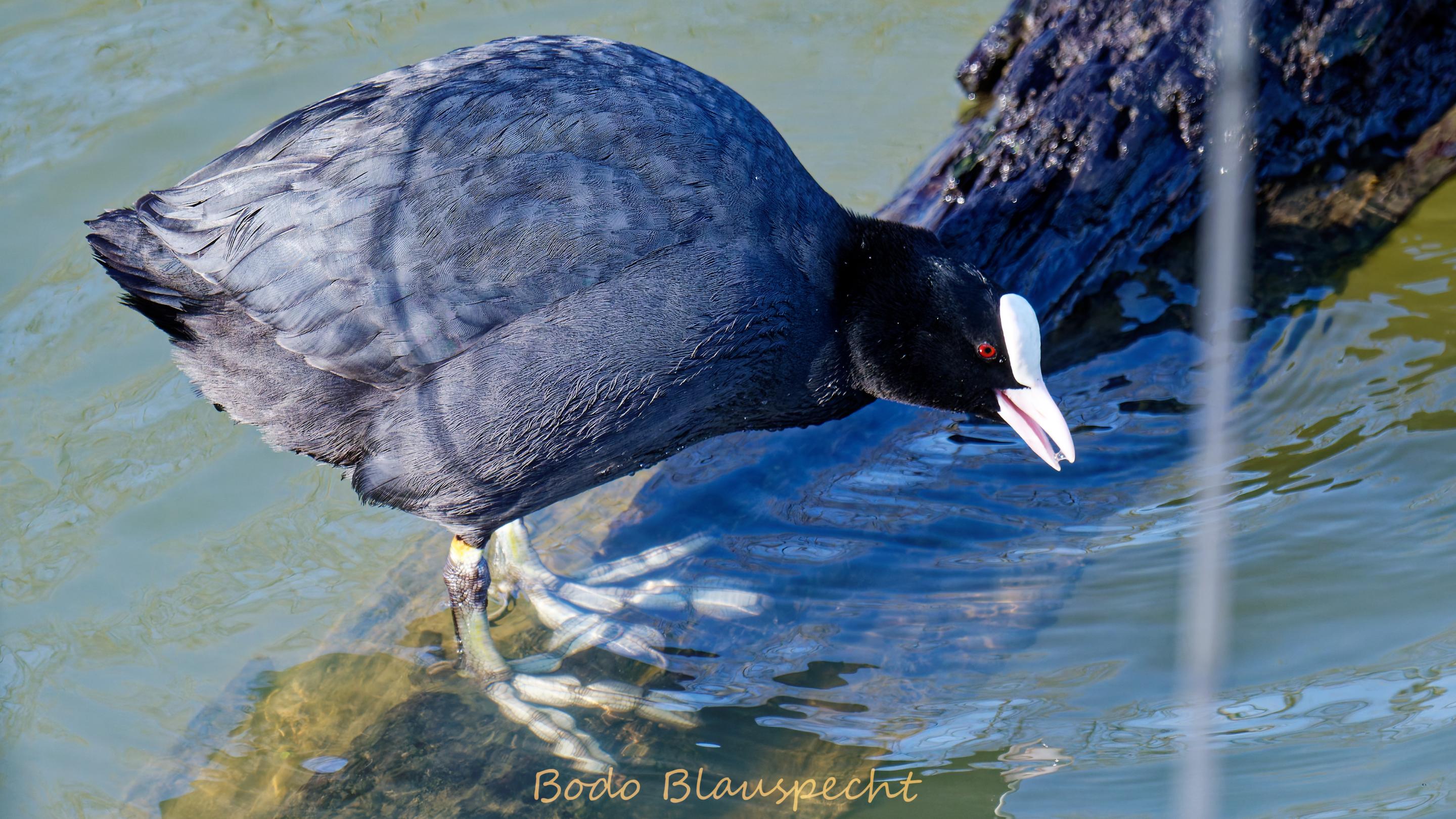 Blässhuhn   Steveraue   2021.03.19 09.55 19 HQ